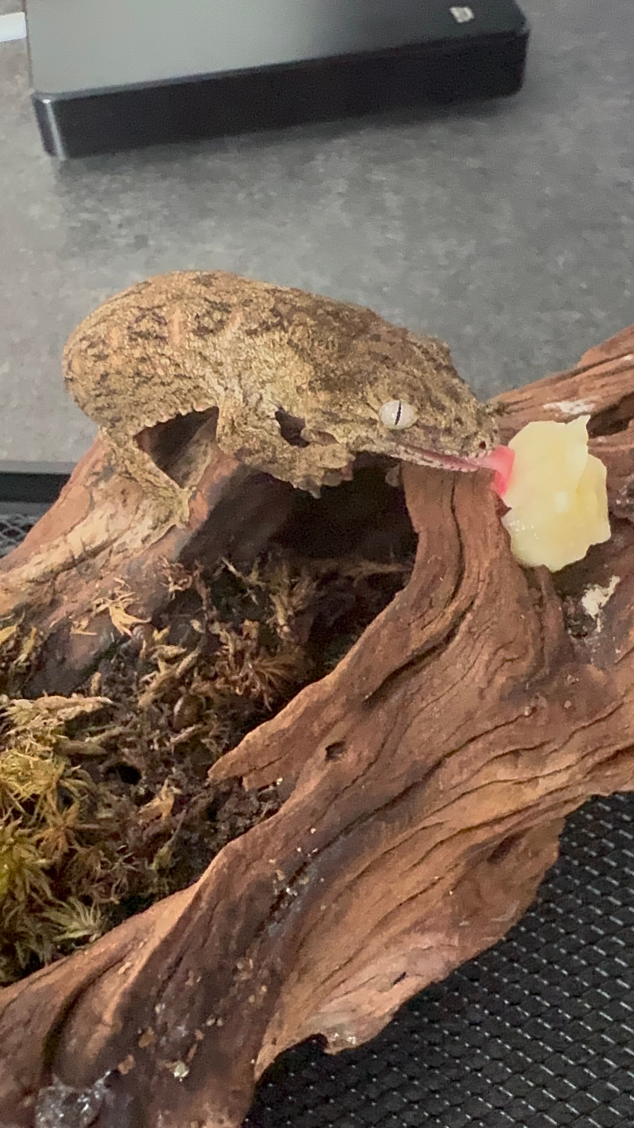 Lizards of the World