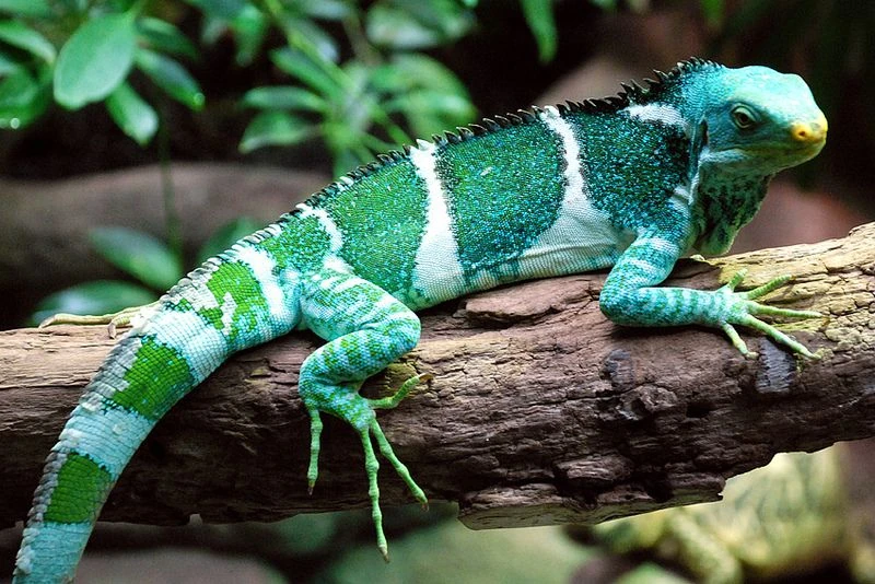 Fiji Crested Iguana