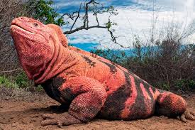 Galápagos Pink Land Iguana