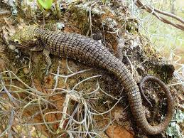 Jalapa Arboreal Alligator Lizard