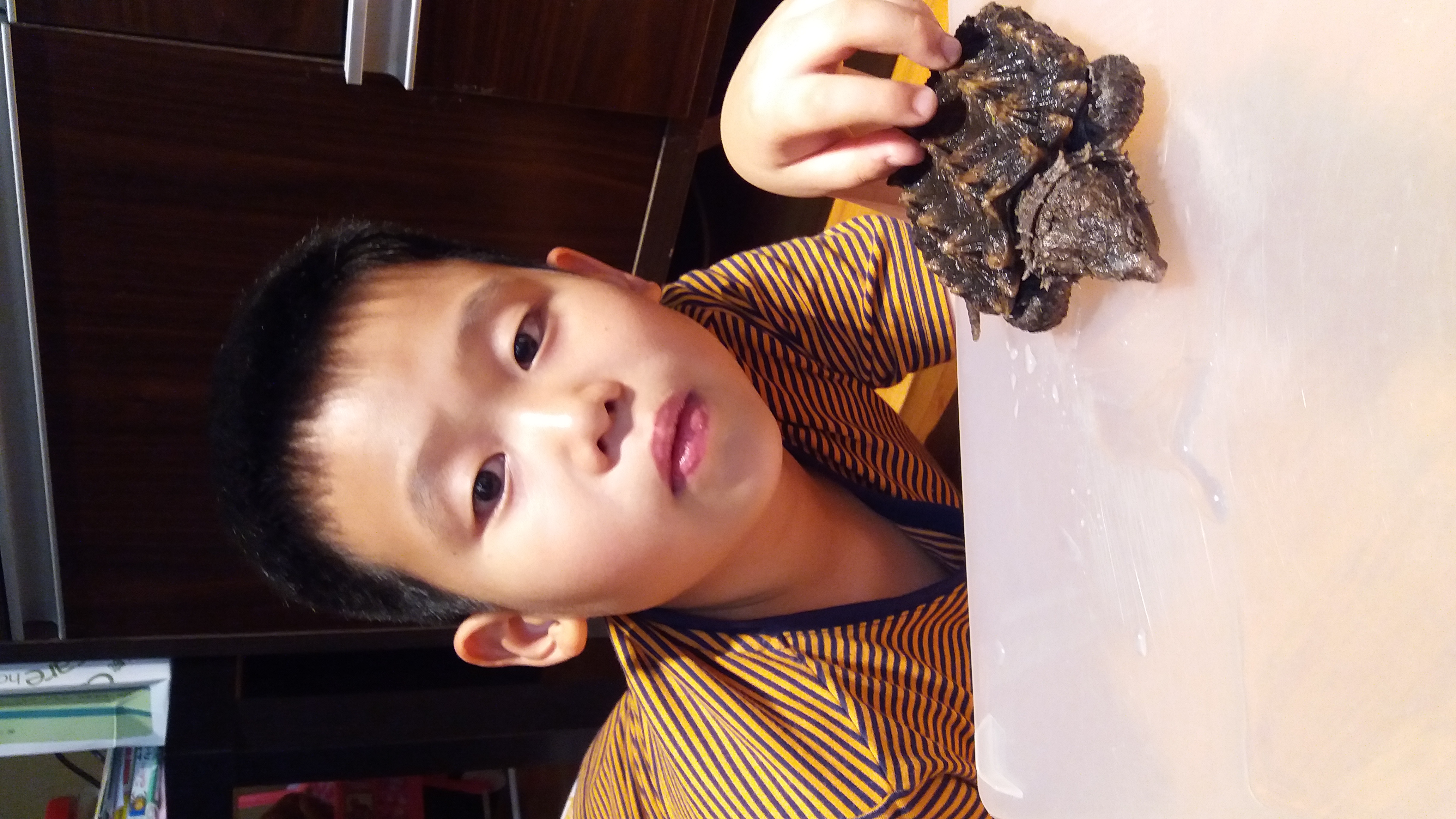 Alligator Snapping Turtle