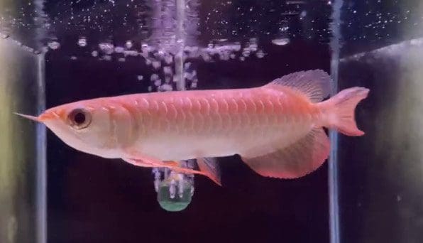 Asian Arowana