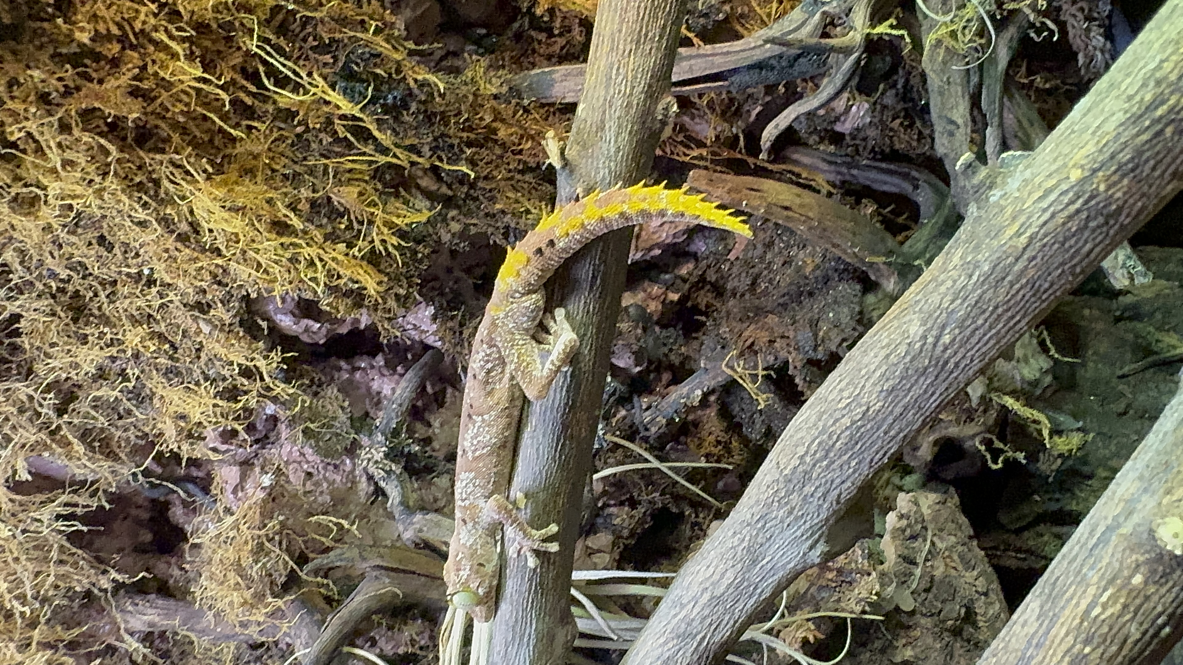 Australian Spiny-Tailed Gecko