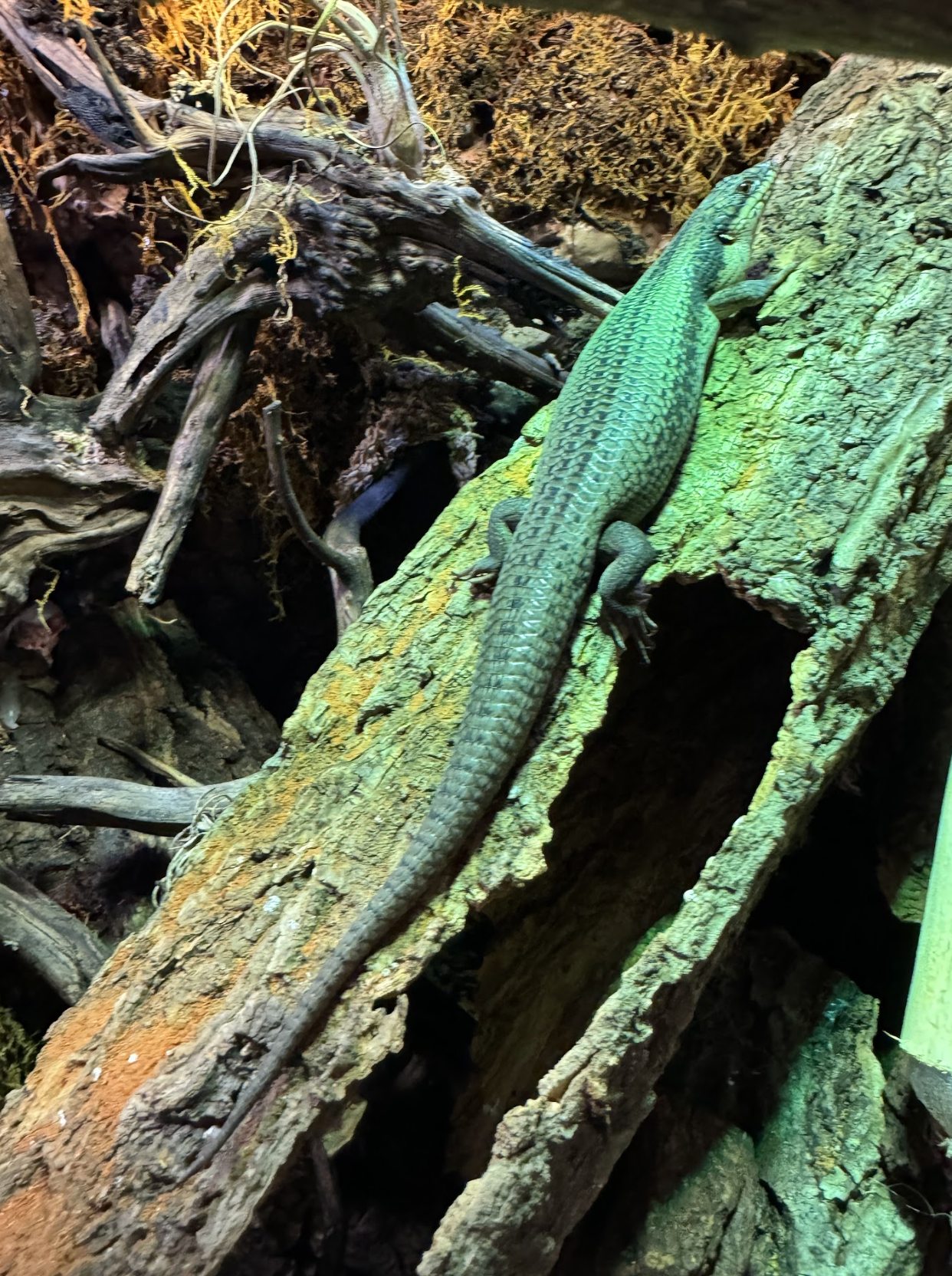 Australian Tree Skink