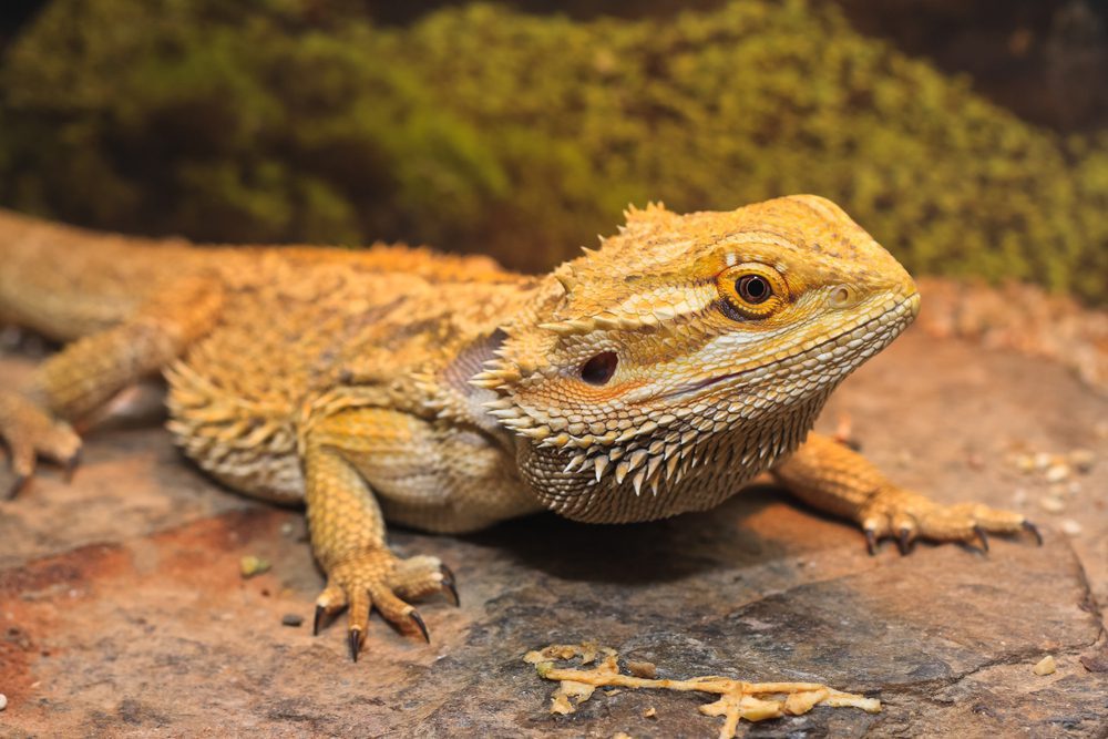 Bearded Dragon