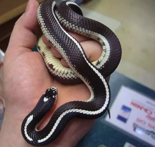Californian King Snake