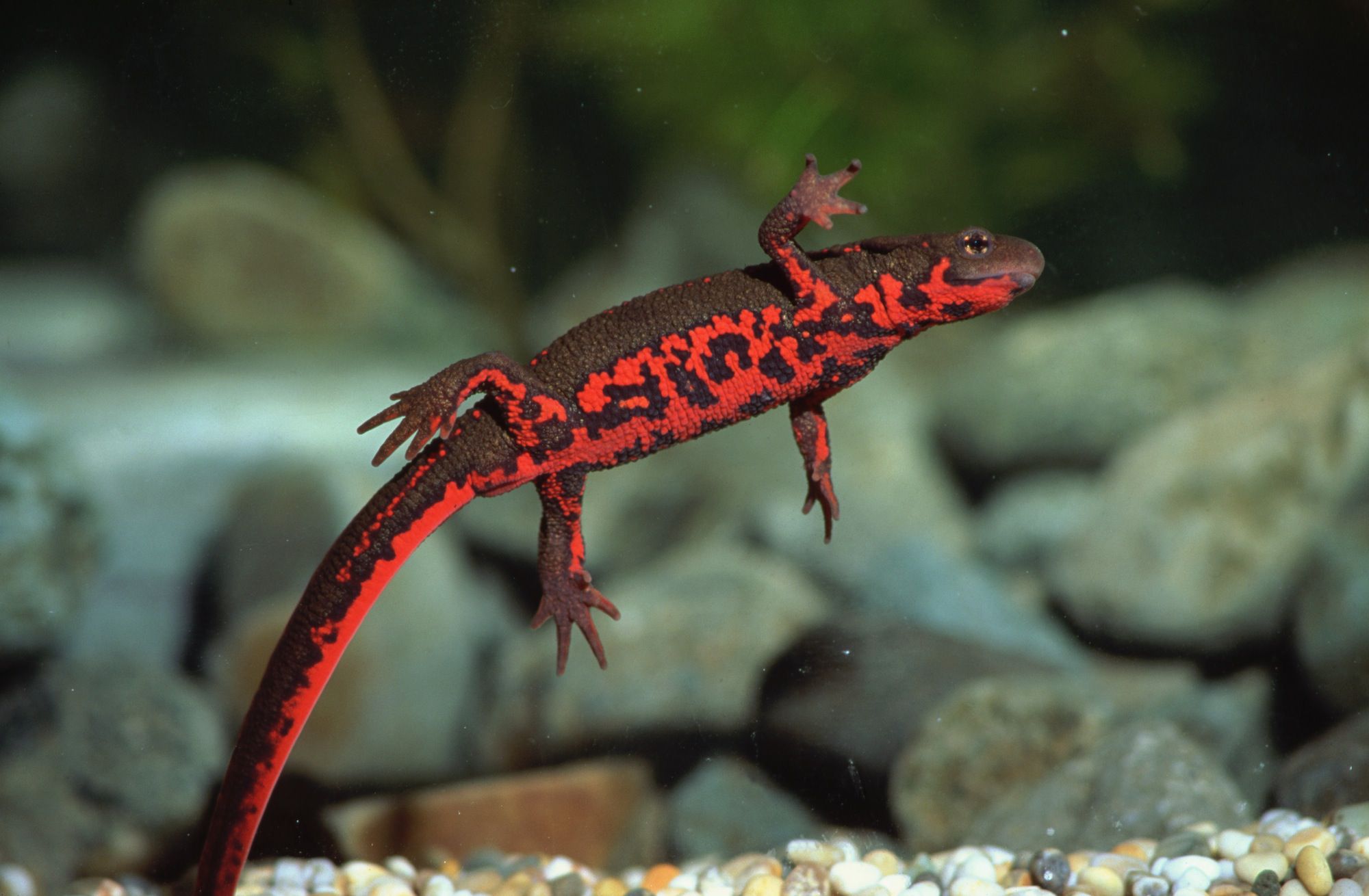Chinese Fire-Belly Newt
