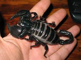 Emperor Scorpion