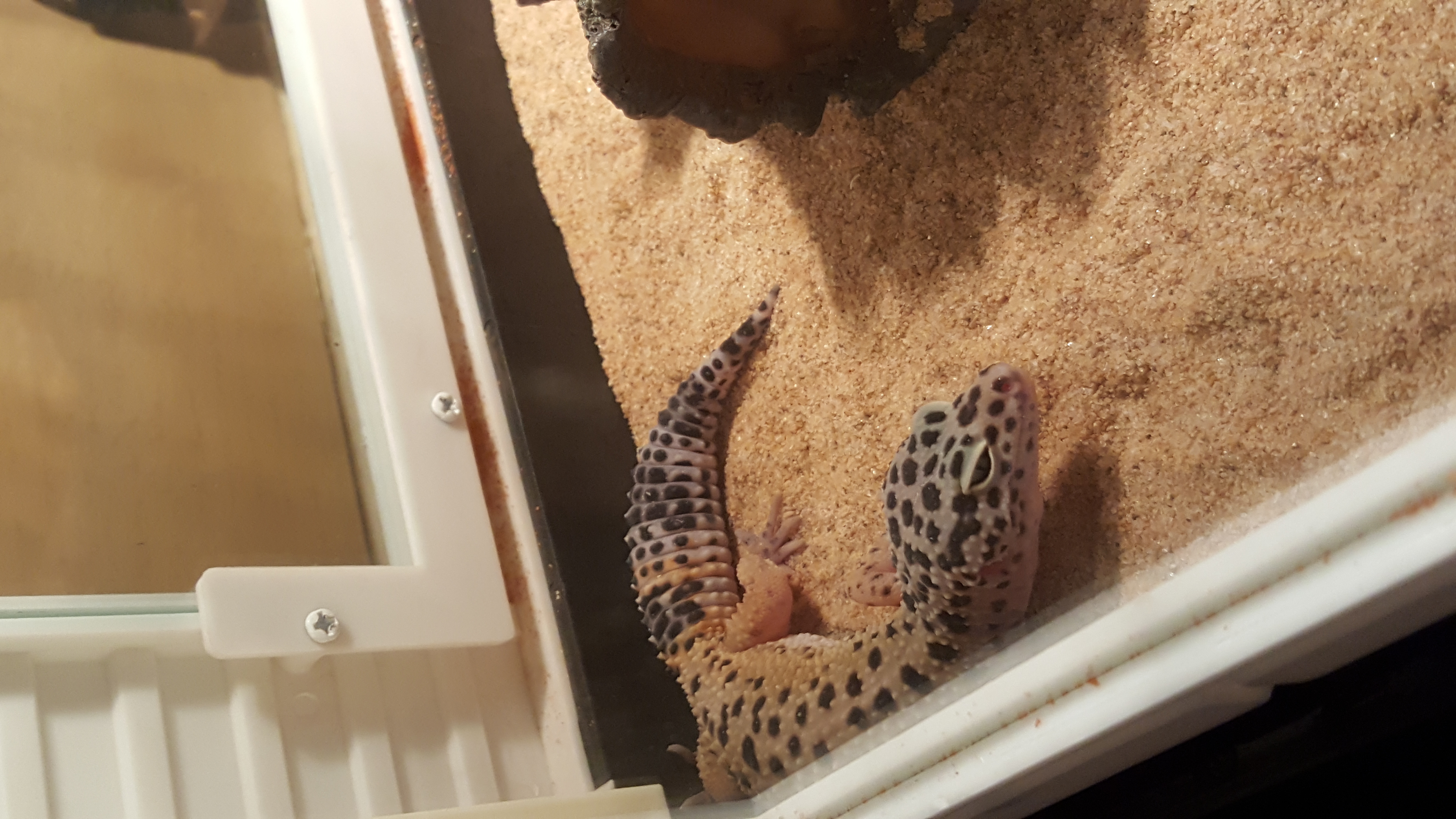 Leopard Gecko