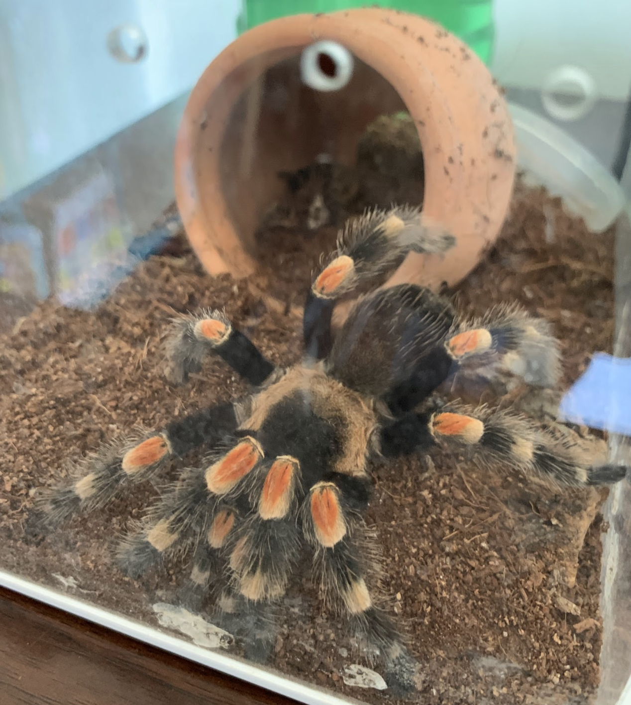 Mexican Red-Knee Tarantula