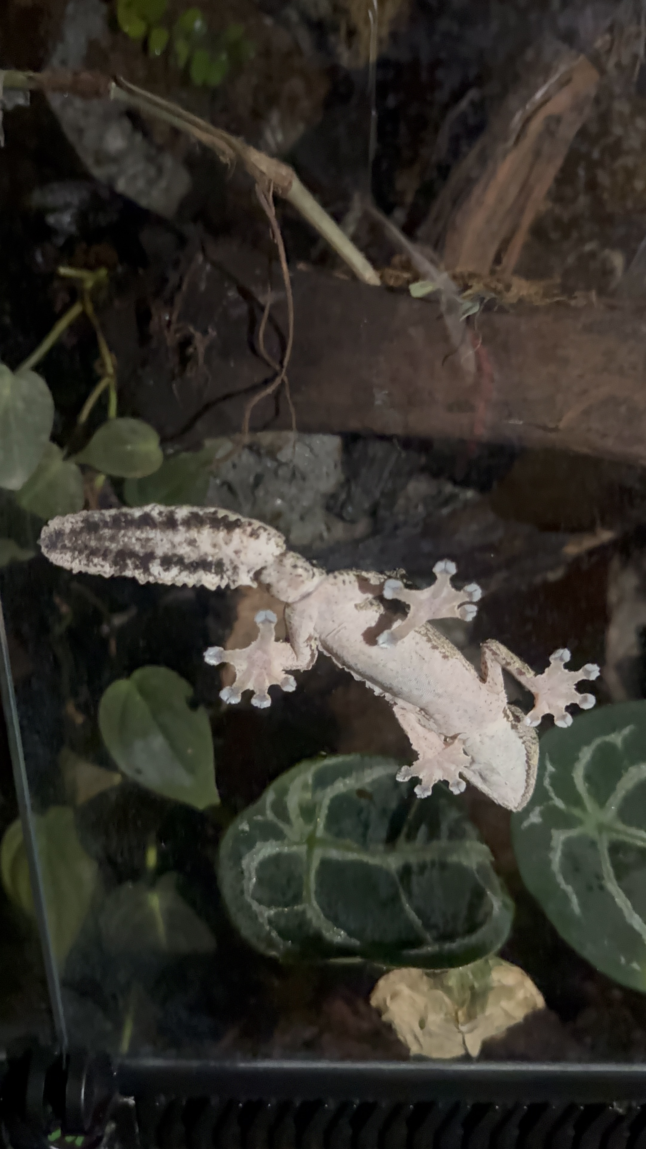 Mossy Leaf-Tailed Gecko