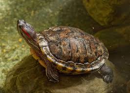 Red-Eared Slider Turtle