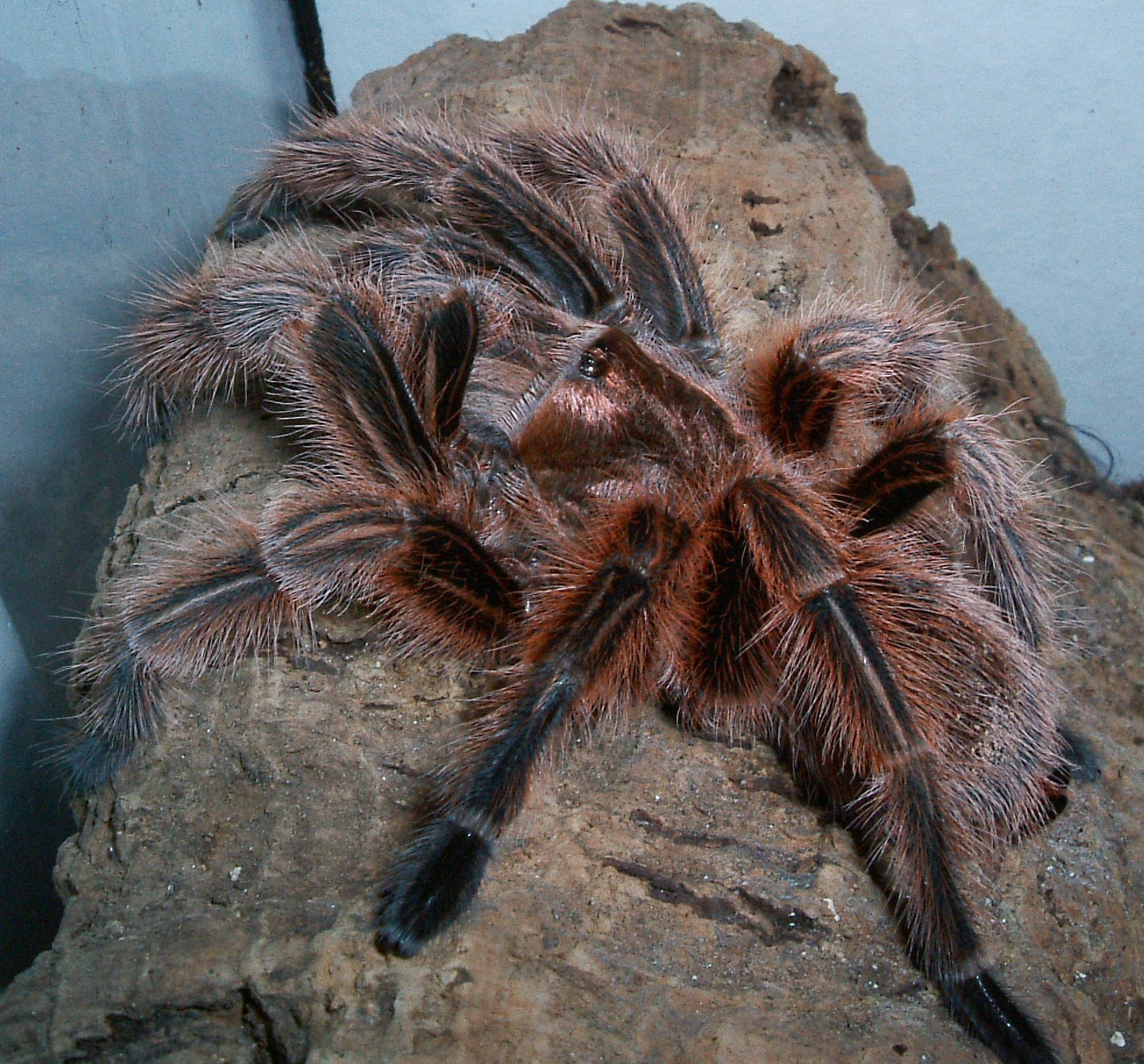 Rose Hair Tarantula