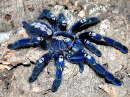 Sapphire Ornamental Tarantula