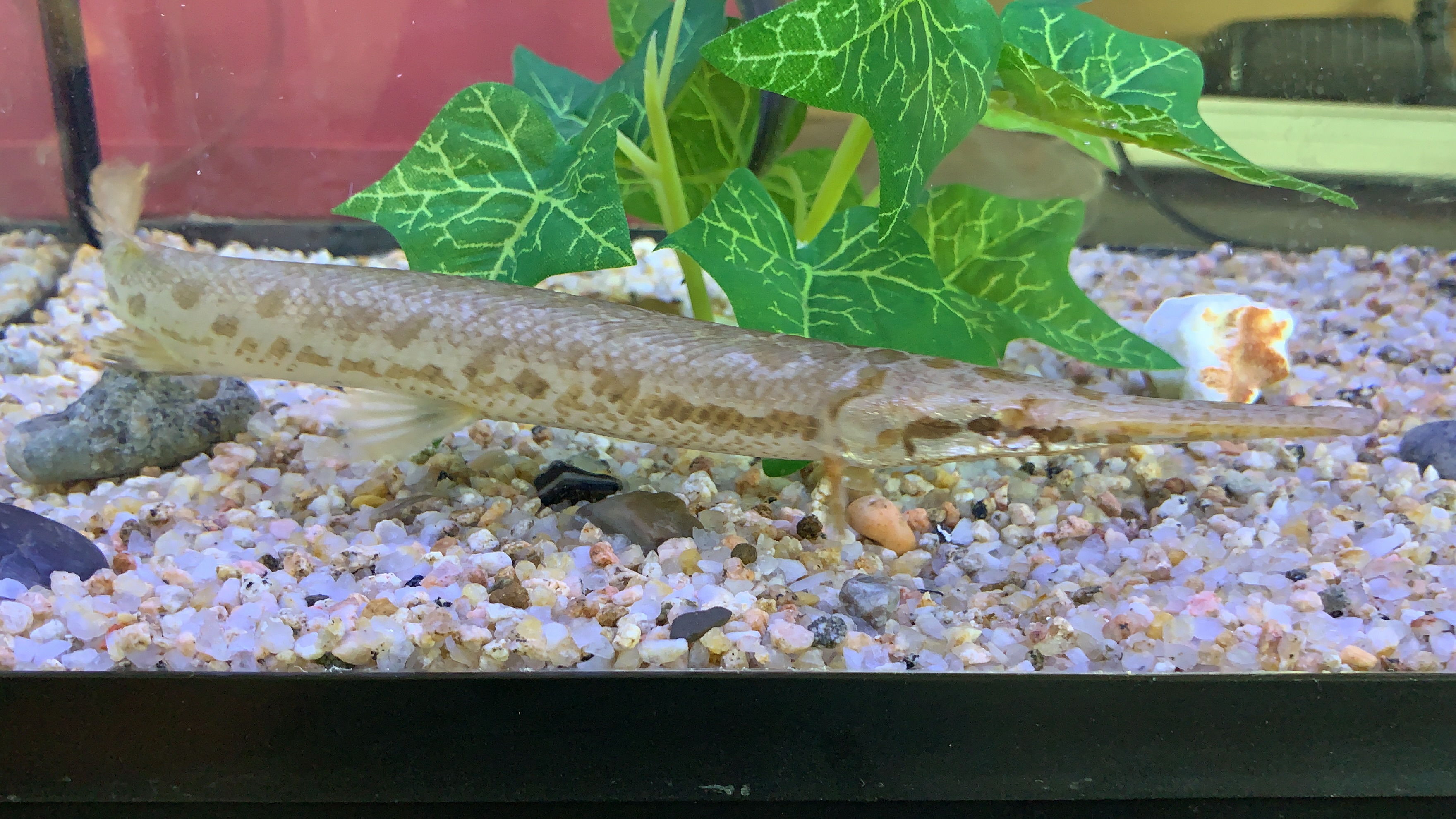 Spotted Gar