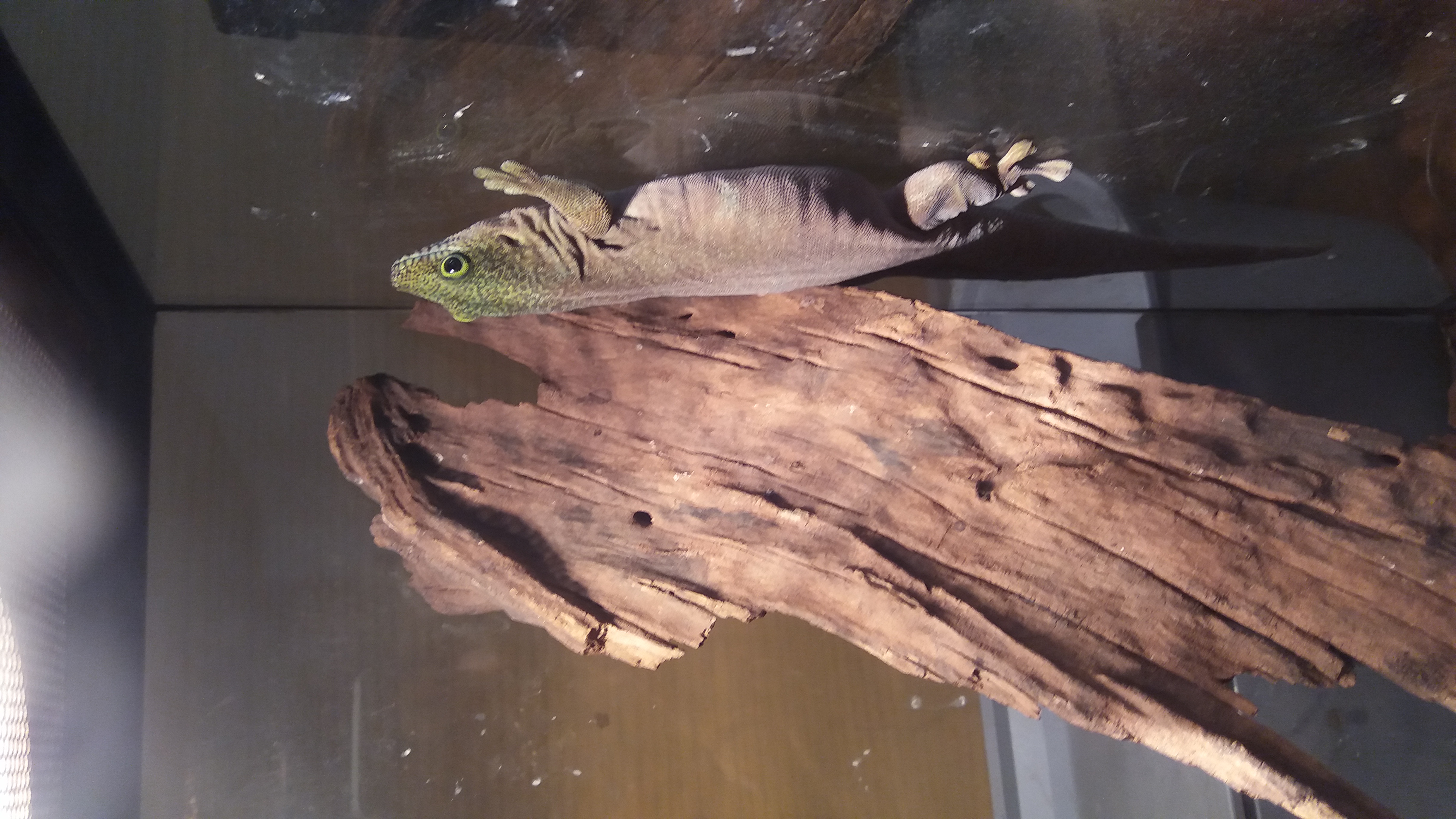 Standing's Day Gecko