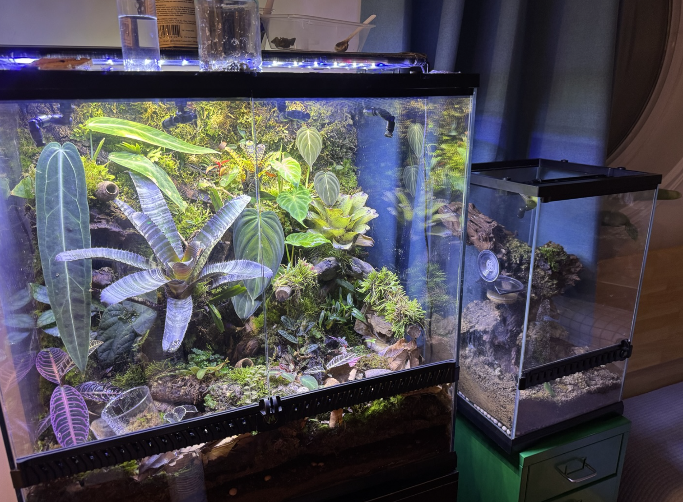 Vivarium setup