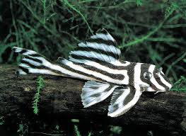 Zebra Pleco