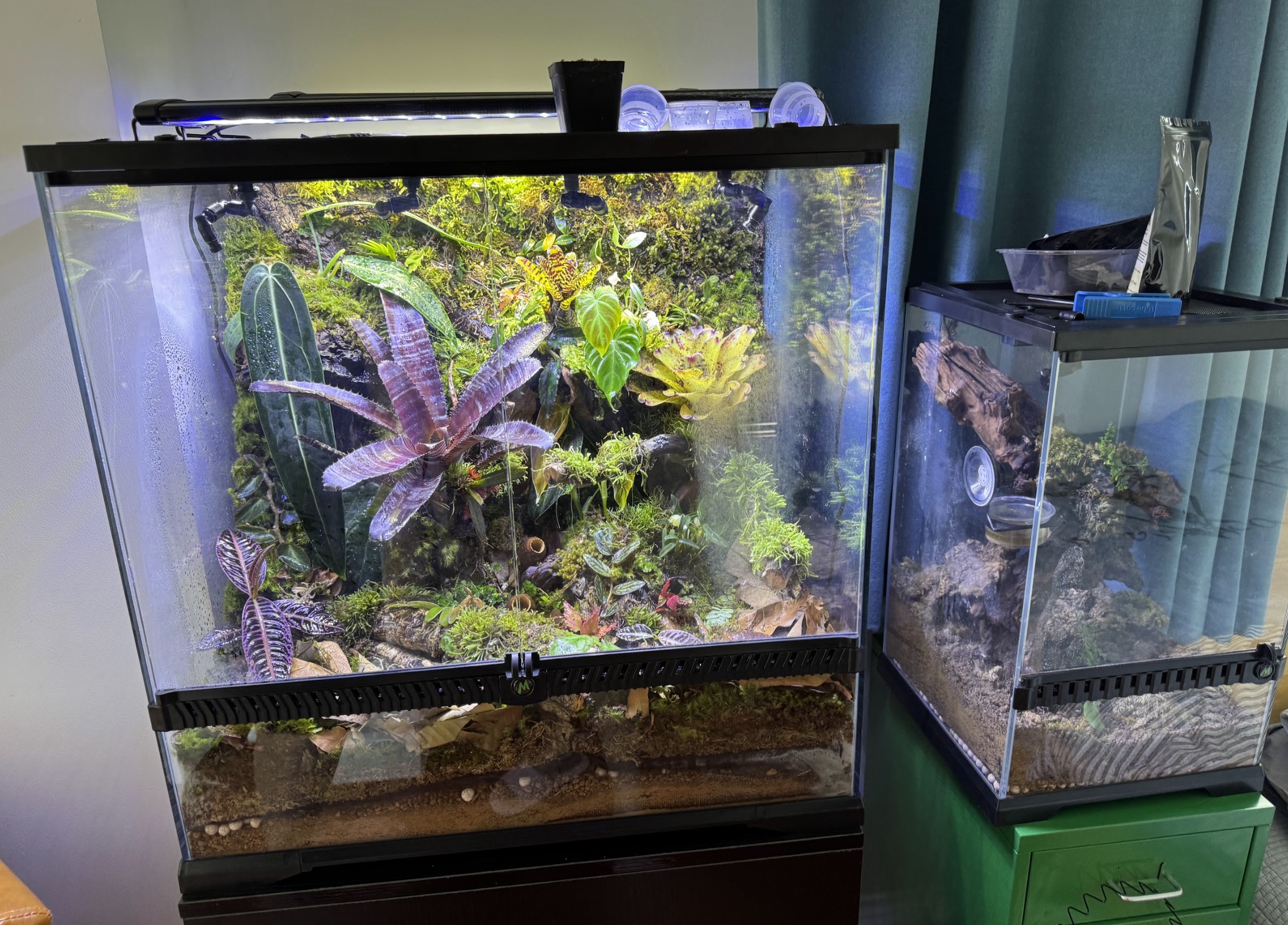 Tropical Rainforest Vivarium