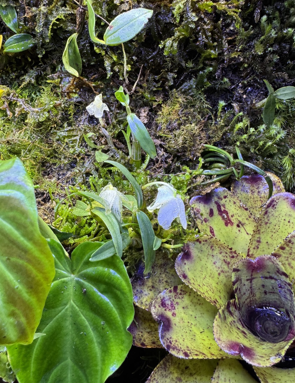 Naturalistic Desert Habitat