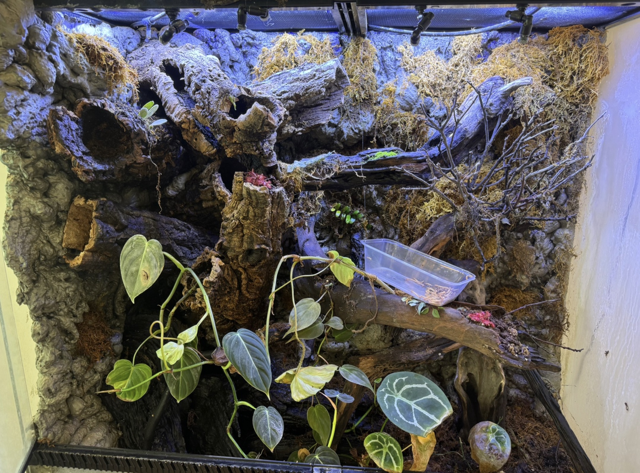 Bioactive Paludarium