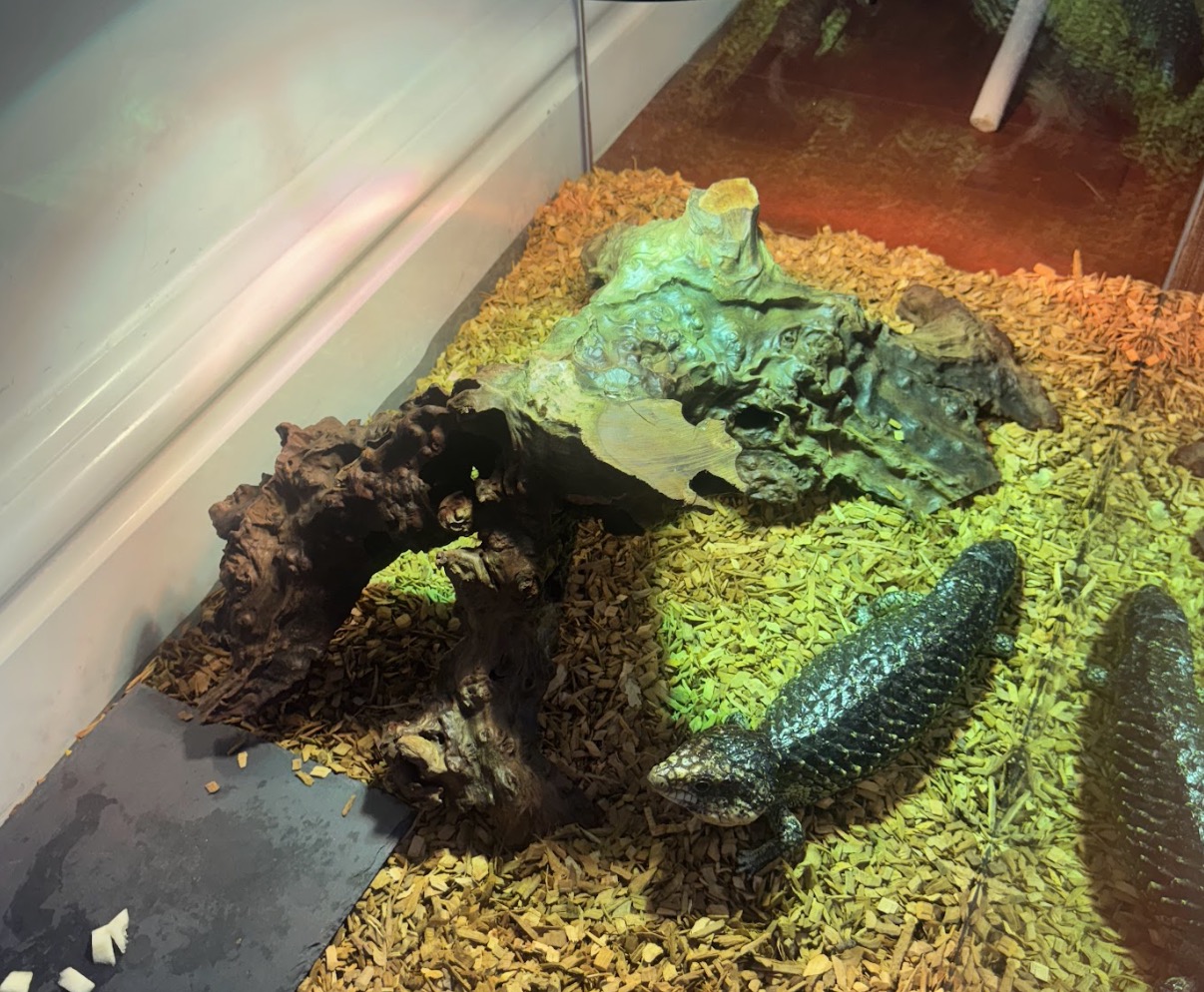 Minimalist Desert Setup