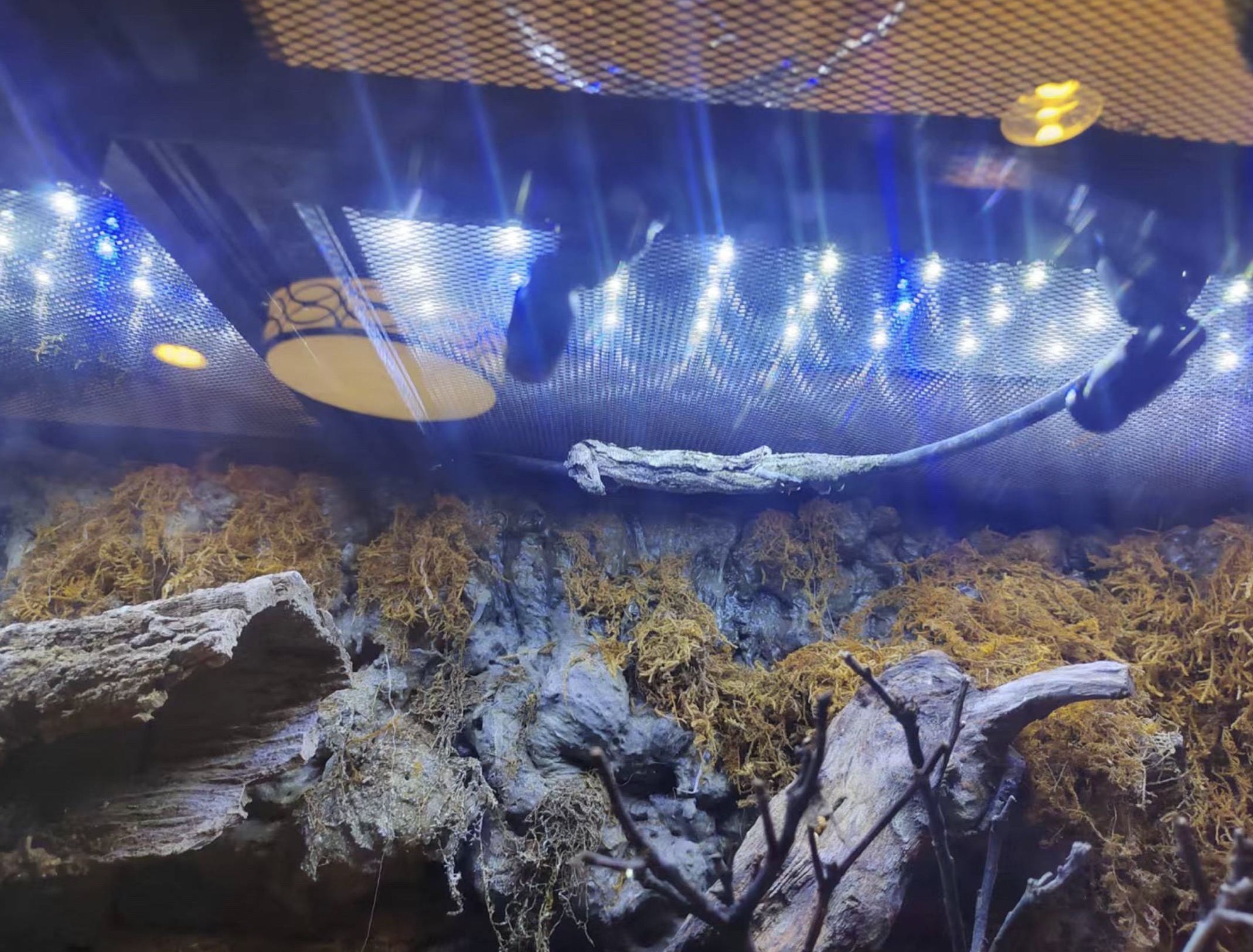 Temperate Woodland Setup