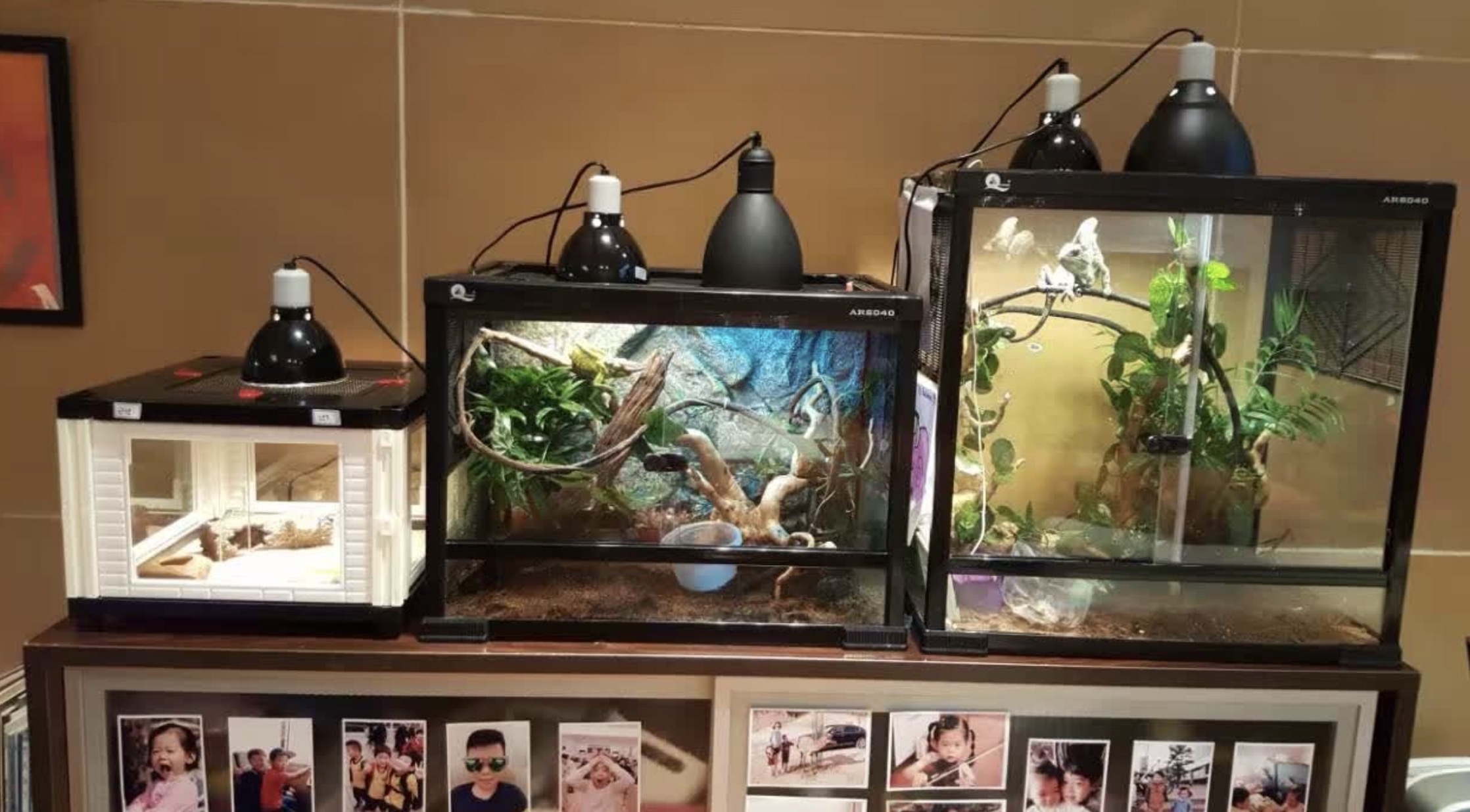 Advanced Bioactive Display